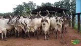 Novilhas Guzerá PO Imagem Novilhas Guzerá PO