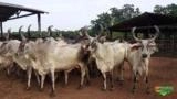 Novilhas Guzerá PO Imagem Novilhas Guzerá PO