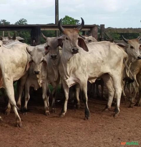Imagem Novilhas Guzerá PO Imagem Novilhas Guzerá PO