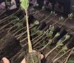 Mudas de Teca Imagem Mudas de Teca