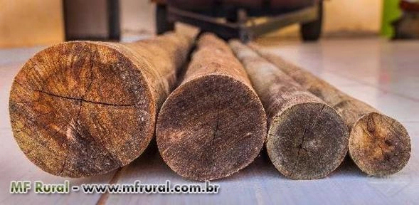 Imagem Eucalipto Tratado para cercas e currais Imagem Eucalipto Tratado para cercas e currais