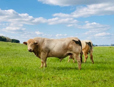 Touros Charolês Mochos Imagem Touros Charolês Mochos