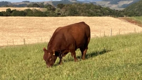 Touros Red Angus