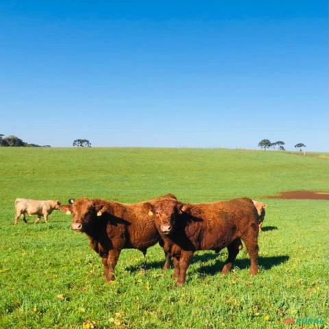 Reprodutores Red Angus PO Imagem Reprodutores Red Angus PO
