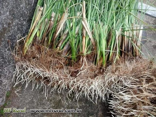 VETIVER MUDAS