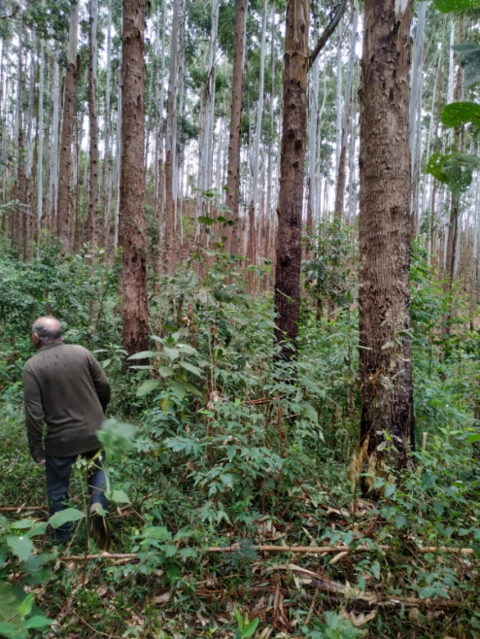 Floresta de eucalipto Imagem Floresta de eucalipto