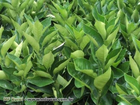 MUDAS DE LARANJAS EM GERAL! Imagem MUDAS DE LARANJAS EM GERAL!