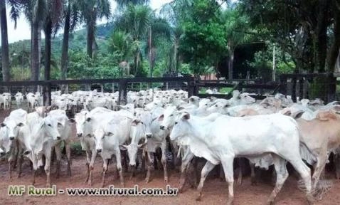 Gado Nelore de Alta Genética – Venda Permanente Imagem Gado Nelore de Alta Genética – Venda Permanente