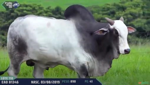 1346 FIV DA EAO - FAZ.COLORADO ENIO FILHO Imagem 1346 FIV DA EAO - FAZ.COLORADO ENIO FILHO