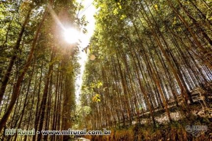 Vendo floresta de eucaliptos 80.000 pes Imagem Vendo floresta de eucaliptos 80.000 pes