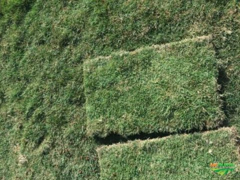 Grama Esmeralda Imagem Grama Esmeralda