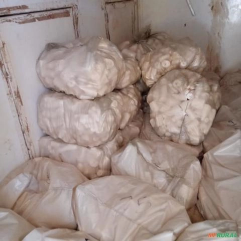 Mandioca descascada congelada Imagem Mandioca descascada congelada