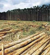 Compro Floresta de Eucalipto Região de São Jose do Rio Preto - SP