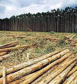 Compro Floresta de Eucalipto Região de São Jose do Rio Preto - SP Imagem Compro Floresta de Eucalipto Região de São Jose do Rio Preto - SP