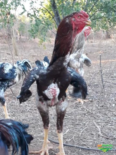 Indio Gigante em Santana - Ba