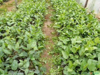 MUDAS DE MARACUJA AZEDO Imagem MUDAS DE MARACUJA AZEDO