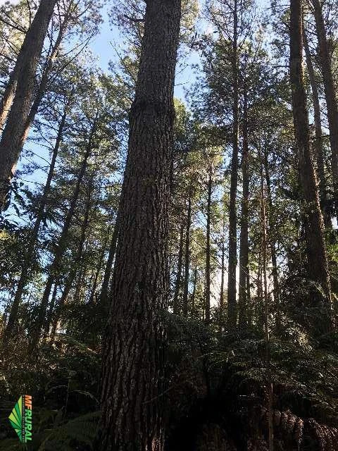Tora de Pinus