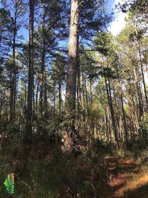 Tora de Pinus