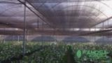 TELA AGRICOLA - SOMBRITE - Imagem TELA AGRICOLA - SOMBRITE -