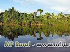 Fazenda de Mata Natural 120 HA com escritura no Amazonas