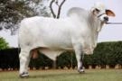 Venda de touros brahman Imagem Venda de touros brahman