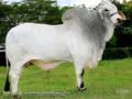 Venda de touros brahman Imagem Venda de touros brahman