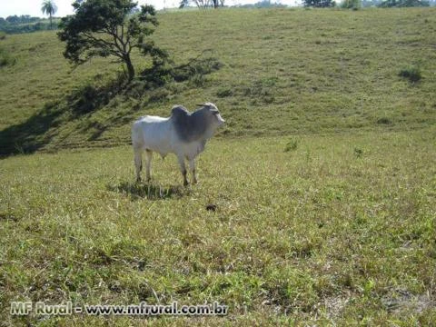 sitio mogi guaçu_sp