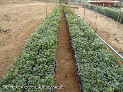 Mudas de Cedro Australiano Imagem Mudas de Cedro Australiano