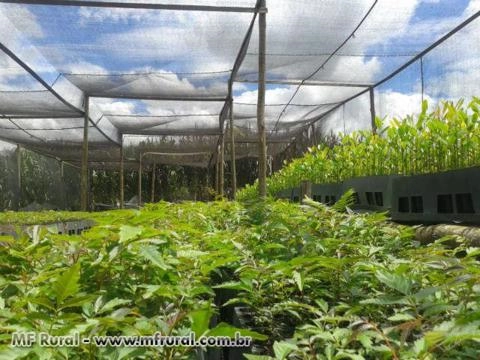 Mudas de Guanandi Imagem Mudas de Guanandi