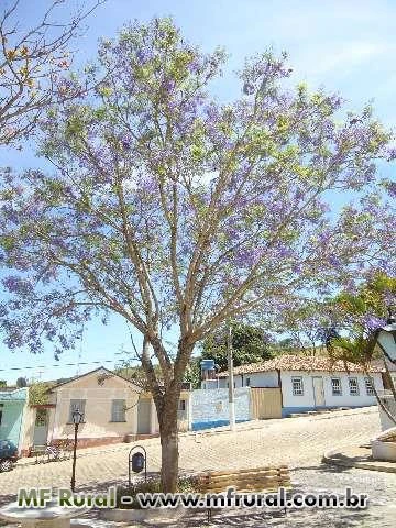 Jacarandá Mimoso - Nativa