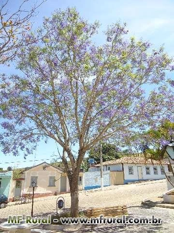 Imagem Jacarandá Mimoso - Nativa Imagem Jacarandá Mimoso - Nativa