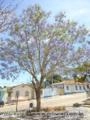 Jacarandá Mimoso - Nativa Imagem Jacarandá Mimoso - Nativa