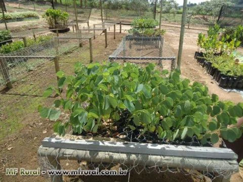 Pata de vaca branca, lilás e vermelha Imagem Pata de vaca branca, lilás e vermelha
