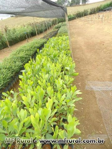 Acácia Mangium Imagem Acácia Mangium