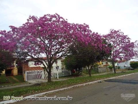 Imagem Mudas de Ipês Imagem Mudas de Ipês