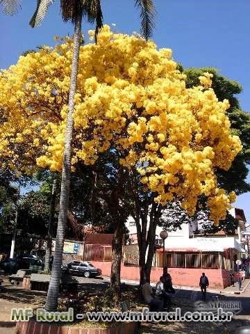 Imagem Mudas de Ipês Imagem Mudas de Ipês