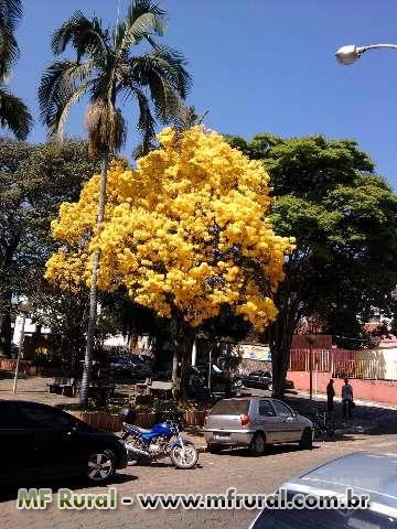 Imagem Mudas de Ipês Imagem Mudas de Ipês