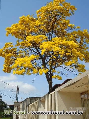 Imagem Mudas de Ipês Imagem Mudas de Ipês