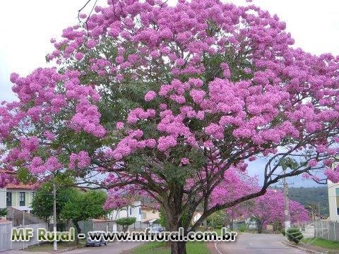 Imagem Mudas de Ipês Imagem Mudas de Ipês