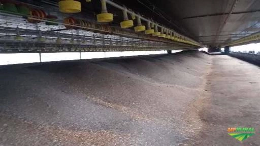 Imagem Cama de frango a retirar...só adubo forte...ótimo preço..fornecemos o carregamento direto da granja Imagem Cama de frango a retirar...só adubo forte...ótimo preço..fornecemos o carregamento direto da granja