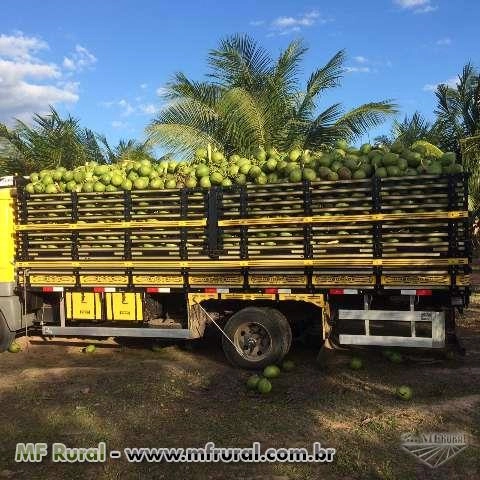 Coco Verde Irrigado Imagem Coco Verde Irrigado