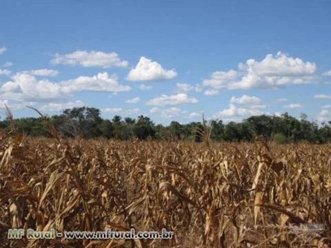 Fazenda para agricultura em Brejinho de Nazaré, Aliança do Tocantins