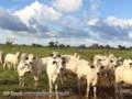 Fazenda pra agricultura pecuária no Tocantins