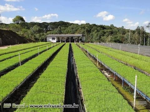 Mudas Florestais de Eucaliptos Imagem Mudas Florestais de Eucaliptos