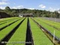 Mudas Florestais de Eucaliptos Imagem Mudas Florestais de Eucaliptos