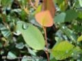 Mudas Florestais de Eucaliptos Imagem Mudas Florestais de Eucaliptos