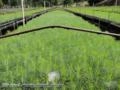 Mudas Florestais de Eucaliptos Imagem Mudas Florestais de Eucaliptos
