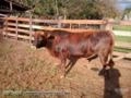 Tourinhos Angus Rusticos Somente a Pasto Imagem Tourinhos Angus Rusticos Somente a Pasto