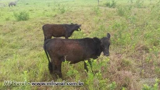 Imagem Tourinhos Angus Rusticos Somente a Pasto Imagem Tourinhos Angus Rusticos Somente a Pasto