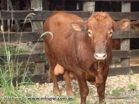 Imagem Tourinhos Angus Rusticos Somente a Pasto Imagem Tourinhos Angus Rusticos Somente a Pasto